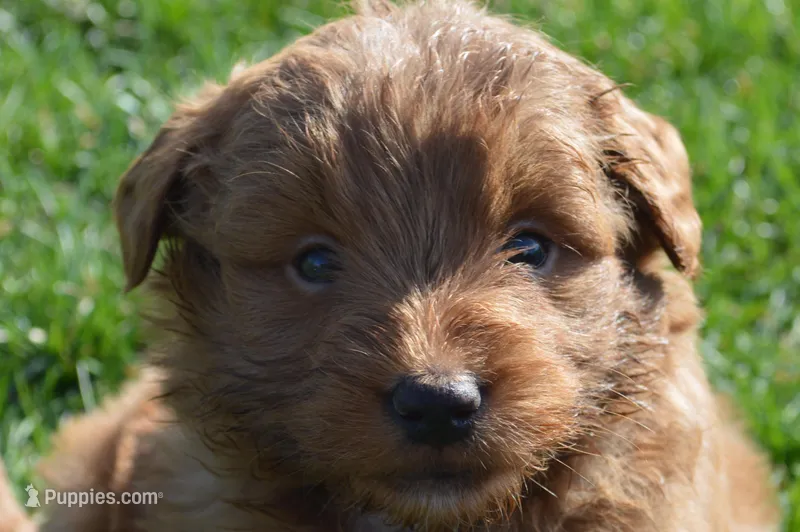 Shaq – Miniature Goldendoodle puppy for sale in Middlebury, IN