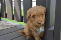 Shaq, a male Miniature Goldendoodle for sale in Middlebury, IN – Photo 8 of 10