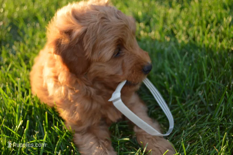 Milo – Miniature Goldendoodle puppy for sale in Middlebury, IN
