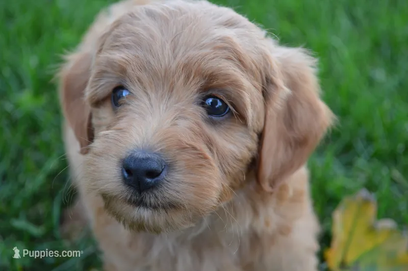 Theo – Miniature Goldendoodle puppy for sale in Middlebury, IN