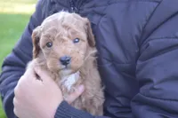 Moose , a male Miniature Goldendoodle for sale in Middlebury, IN – 2 of 3