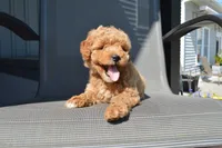 Daisy , a female Miniature Goldendoodle for sale in Middlebury, IN – 4 of 8