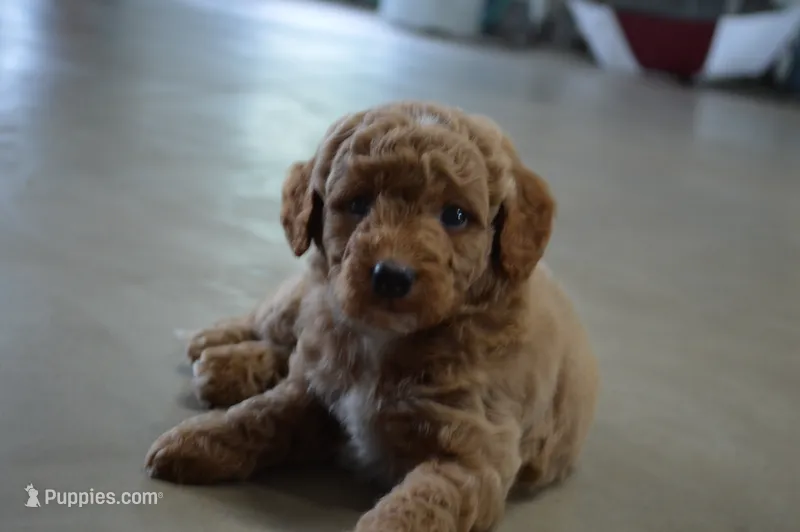 Moose  – Miniature Goldendoodle puppy for sale in Middlebury, IN