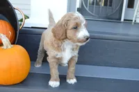 Atlas, a male Miniature Goldendoodle for sale in Middlebury, IN – 4 of 4