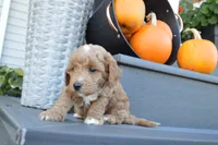 Arlo, a male Miniature Goldendoodle for sale in Middlebury, IN – 2 of 5