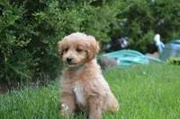 Midge , a female Miniature Goldendoodle for sale in Middlebury, IN – 6 of 9
