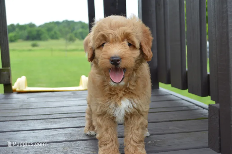 Alita  – Miniature Goldendoodle puppy for sale in Middlebury, IN