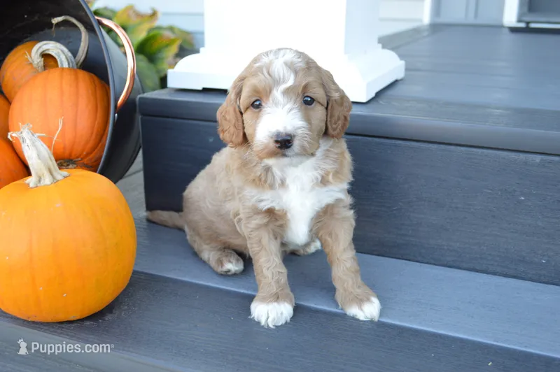 Atlas – Miniature Goldendoodle puppy for sale in Middlebury, IN
