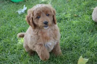 Mimi, a female Miniature Goldendoodle for sale in Middlebury, IN – 6 of 9