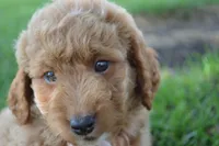 Remmy, a male Miniature Goldendoodle for sale in Middlebury, IN – 2 of 10