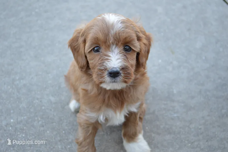 Luna – Miniature Goldendoodle puppy for sale in Middlebury, IN