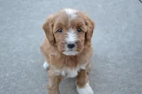 Luna, a female Miniature Goldendoodle for sale in Middlebury, IN – 1 of 4