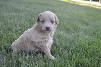 Midge , a female Miniature Goldendoodle for sale in Middlebury, IN – 3 of 3