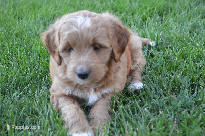 Hazel – Miniature Goldendoodle puppy for sale in Middlebury, IN