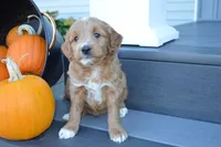 Hazel, a female Miniature Goldendoodle for sale in Middlebury, IN – 3 of 4