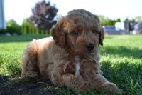Remmy, a male Miniature Goldendoodle for sale in Middlebury, IN – 3 of 10