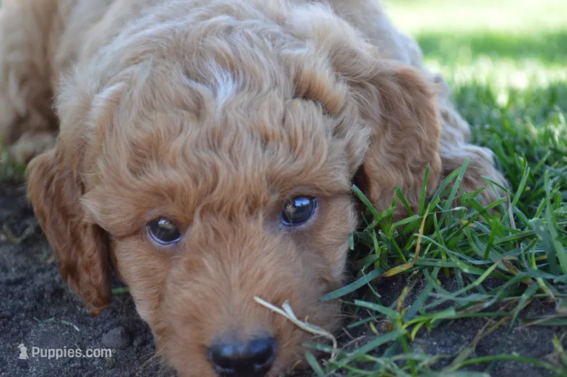 Remmy – Miniature Goldendoodle puppy for sale in Middlebury, IN