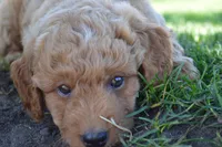 Remmy, a male Miniature Goldendoodle for sale in Middlebury, IN – 1 of 10