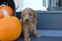 Theo, a male Miniature Goldendoodle for sale in Middlebury, IN – 4 of 4
