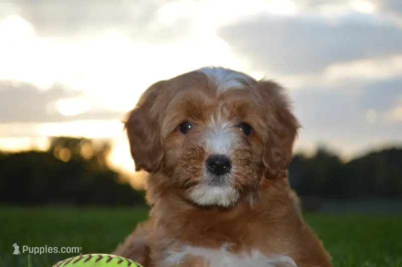Luna – Miniature Goldendoodle puppy for sale in Middlebury, IN