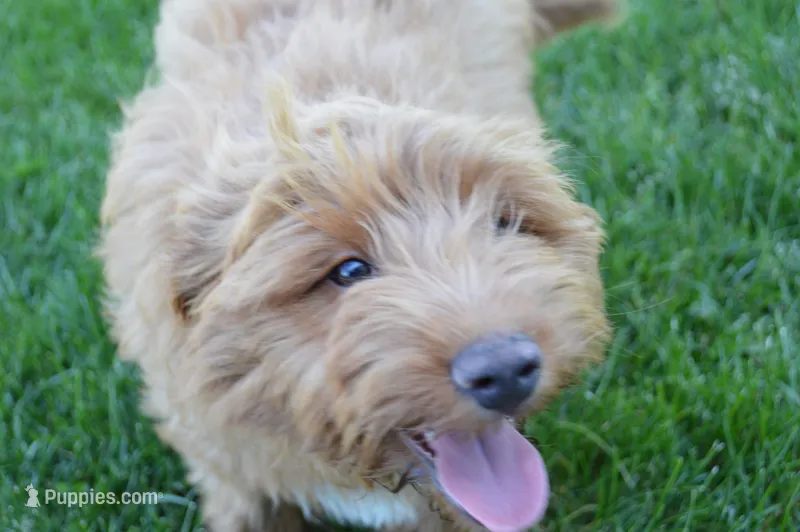 Shaq – Miniature Goldendoodle puppy for sale in Middlebury, IN