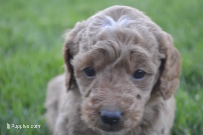Mimi – Miniature Goldendoodle puppy for sale in Middlebury, IN