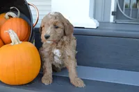 Remi, a male Miniature Goldendoodle for sale in Middlebury, IN – 2 of 4