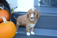Luna, a female Miniature Goldendoodle for sale in Middlebury, IN – 3 of 4
