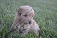 Daisy , a female Miniature Goldendoodle for sale in Middlebury, IN – 4 of 4