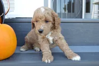 Arlo, a male Miniature Goldendoodle for sale in Middlebury, IN – 3 of 5