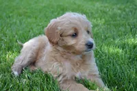 Midge , a female Miniature Goldendoodle for sale in Middlebury, IN – 3 of 7