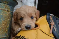 Midge , a female Miniature Goldendoodle for sale in Middlebury, IN – 4 of 7