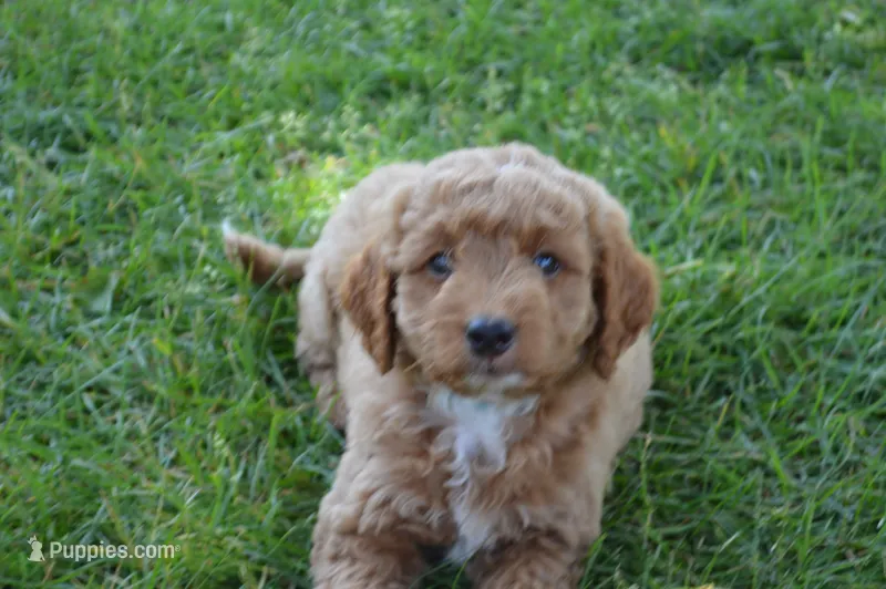 Mimi – Miniature Goldendoodle puppy for sale in Middlebury, IN