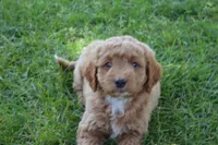 Mimi, a female Miniature Goldendoodle for sale in Middlebury, IN – 5 of 9