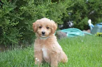 Midge , a female Miniature Goldendoodle for sale in Middlebury, IN – 2 of 9