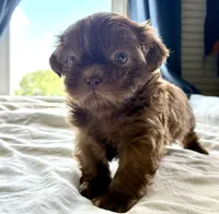 Otto, a male Shih Tzu for sale in Maurice, LA – 3 of 4