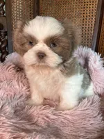 Alani, a female Shih Tzu for sale in Maurice, LA – 1 of 5