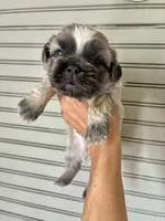 Acai, a male Shih Tzu for sale in Maurice, LA – 4 of 5
