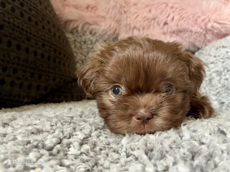 Otto – Shih Tzu puppy for sale in Maurice, LA