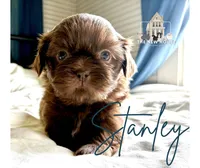 Stanley , a male Shih Tzu for sale in Maurice, LA – 1 of 4