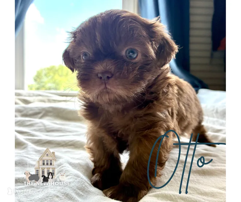 Otto – Shih Tzu puppy for sale in Maurice, LA