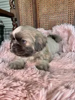 Acai, a male Shih Tzu for sale in Maurice, LA – 2 of 5