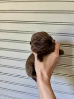 Otto, a male Shih Tzu for sale in Maurice, LA – 4 of 4