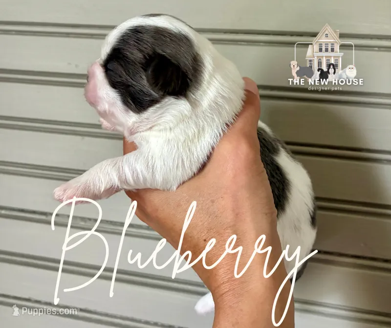 Blueberry – Shih Tzu puppy for sale in Maurice, LA