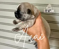 Acai, a male Shih Tzu for sale in Maurice, LA – 1 of 1