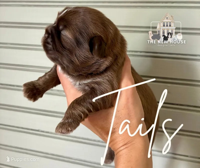 Tails – Shih Tzu puppy for sale in Maurice, LA