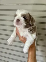 Alani, a female Shih Tzu for sale in Maurice, LA – 4 of 5