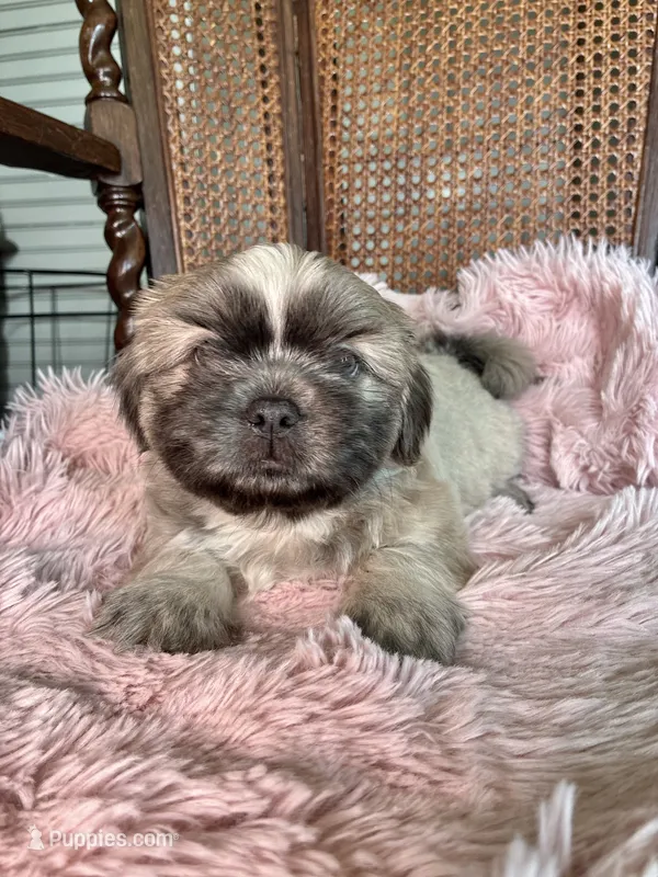 Acai – Shih Tzu puppy on hold in Maurice, LA