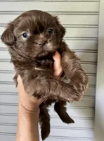 Otto, a male Shih Tzu for sale in Maurice, LA – 2 of 4