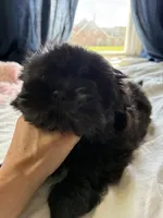 Saint, a male Shih Tzu for sale in Maurice, LA – Photo 4 of 4